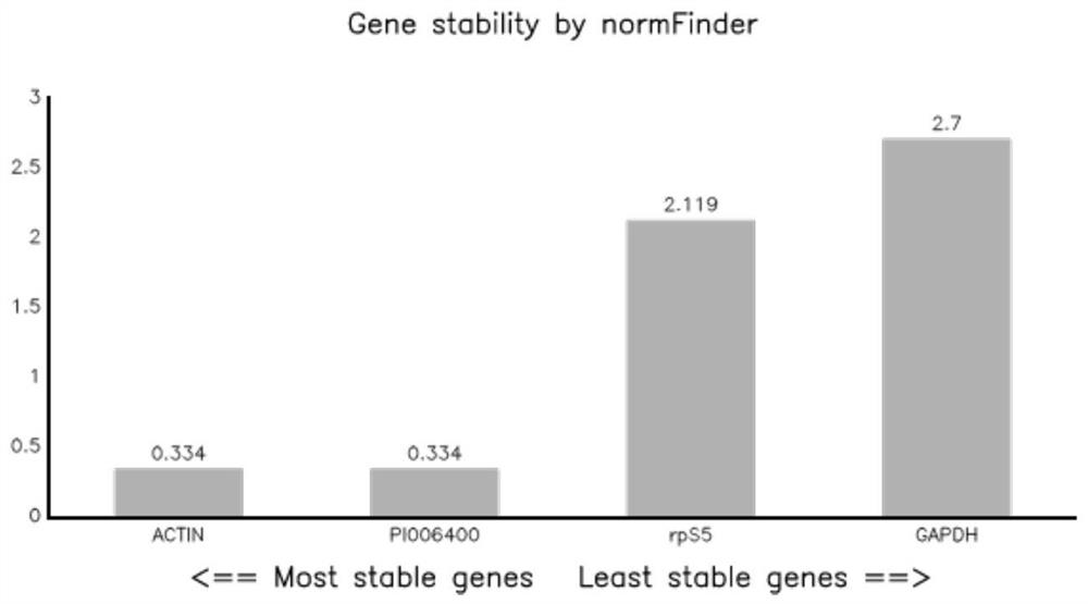 Internal reference genes and their primers and applications in the growth and infection stages of Phytophthora litchie