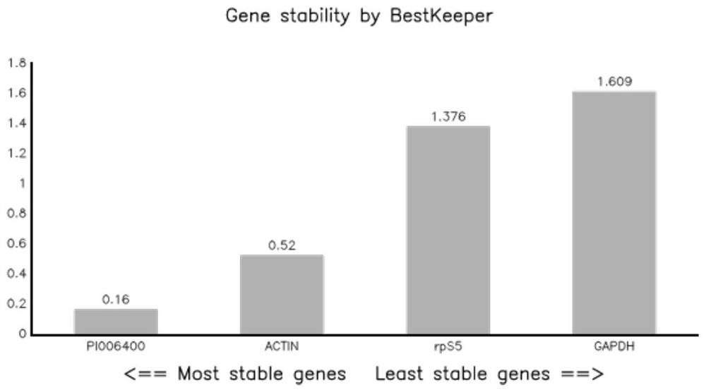 Internal reference genes and their primers and applications in the growth and infection stages of Phytophthora litchie