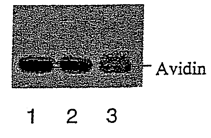 Methods for introducing mannose 6-phosphate and other oligosacharides onto glycoproteins