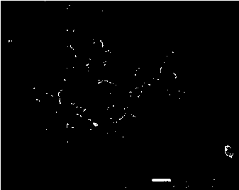 Lithium battery positive electrode material and preparation method thereof