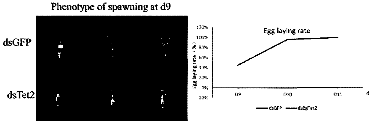 A kind of dsrna and its application in the control of German cockroach