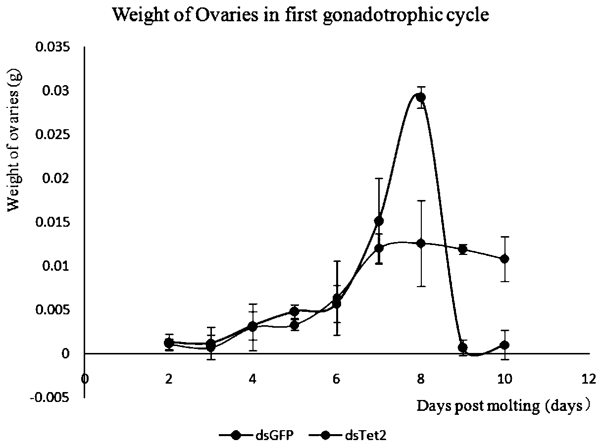 A kind of dsrna and its application in the control of German cockroach