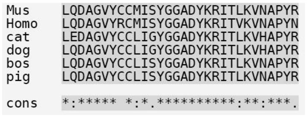 Porcine PD-L14QN-GF epitope polypeptide and application thereof