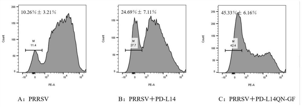 Porcine PD-L14QN-GF epitope polypeptide and application thereof