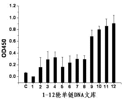 Deoxyribonucleic acid (DNA) aptamer for mycobacterium tuberculosis glycolipid antigen and application thereof