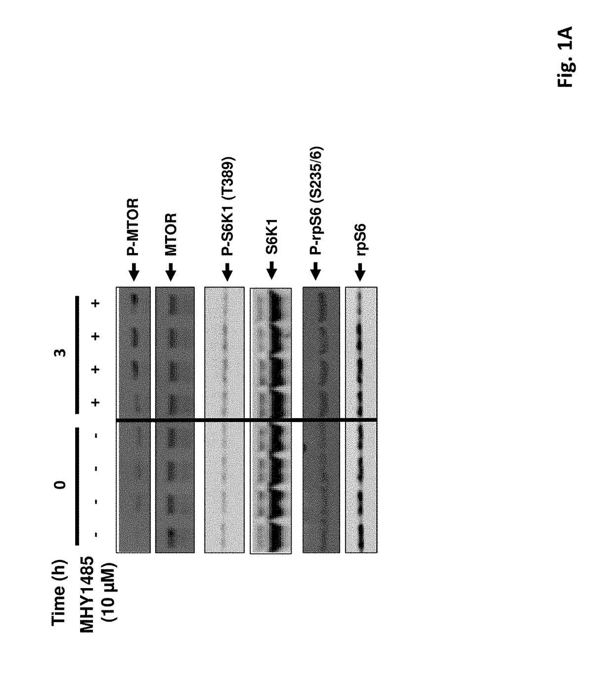 Stimulation of ovarian follicle development and oocyte maturation