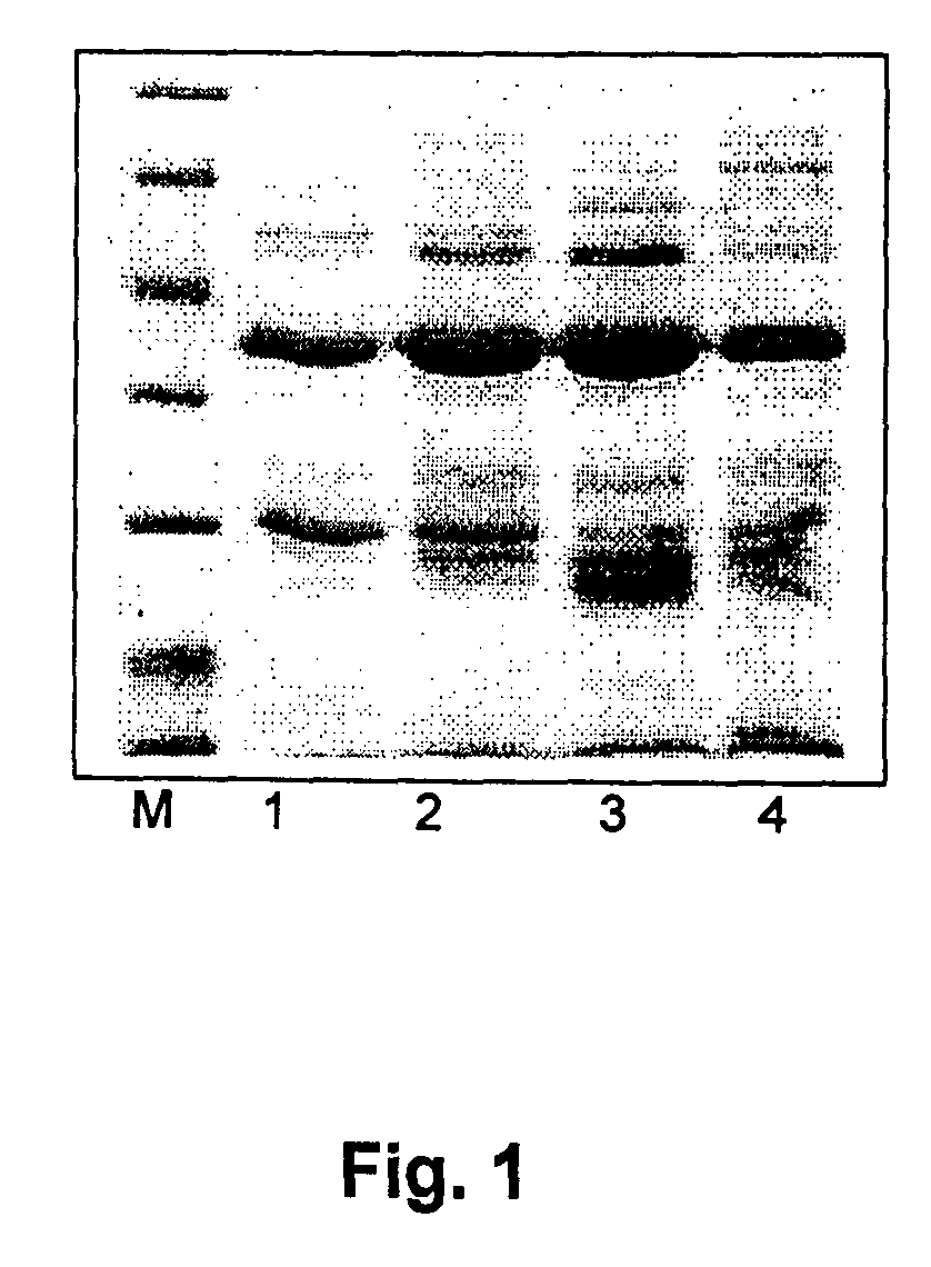 Derivatives of recombinant proteins, homo-multimers of granulocyte colony-stimulating factor and method of preparation thereof