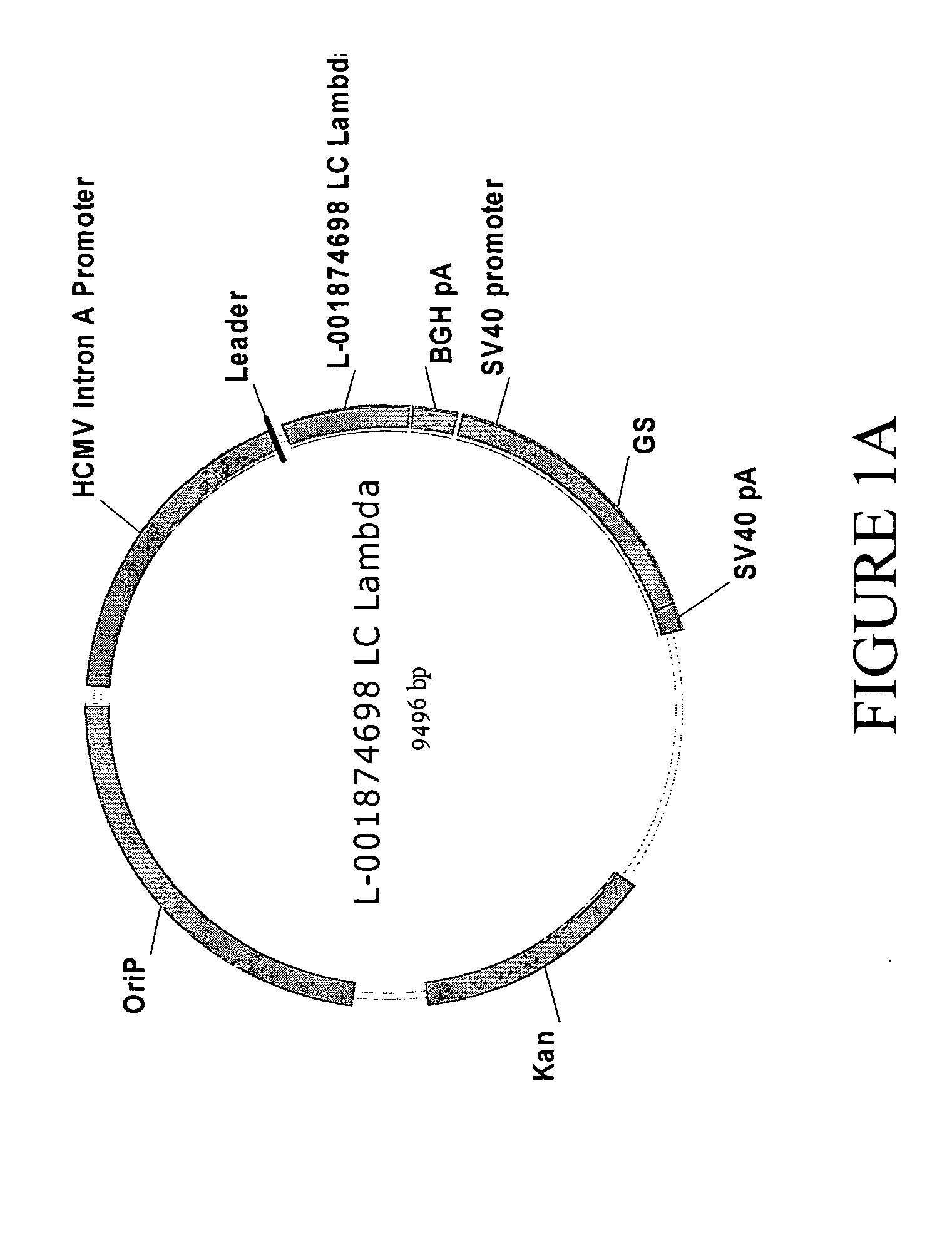 Antibodies specific for DKK-1