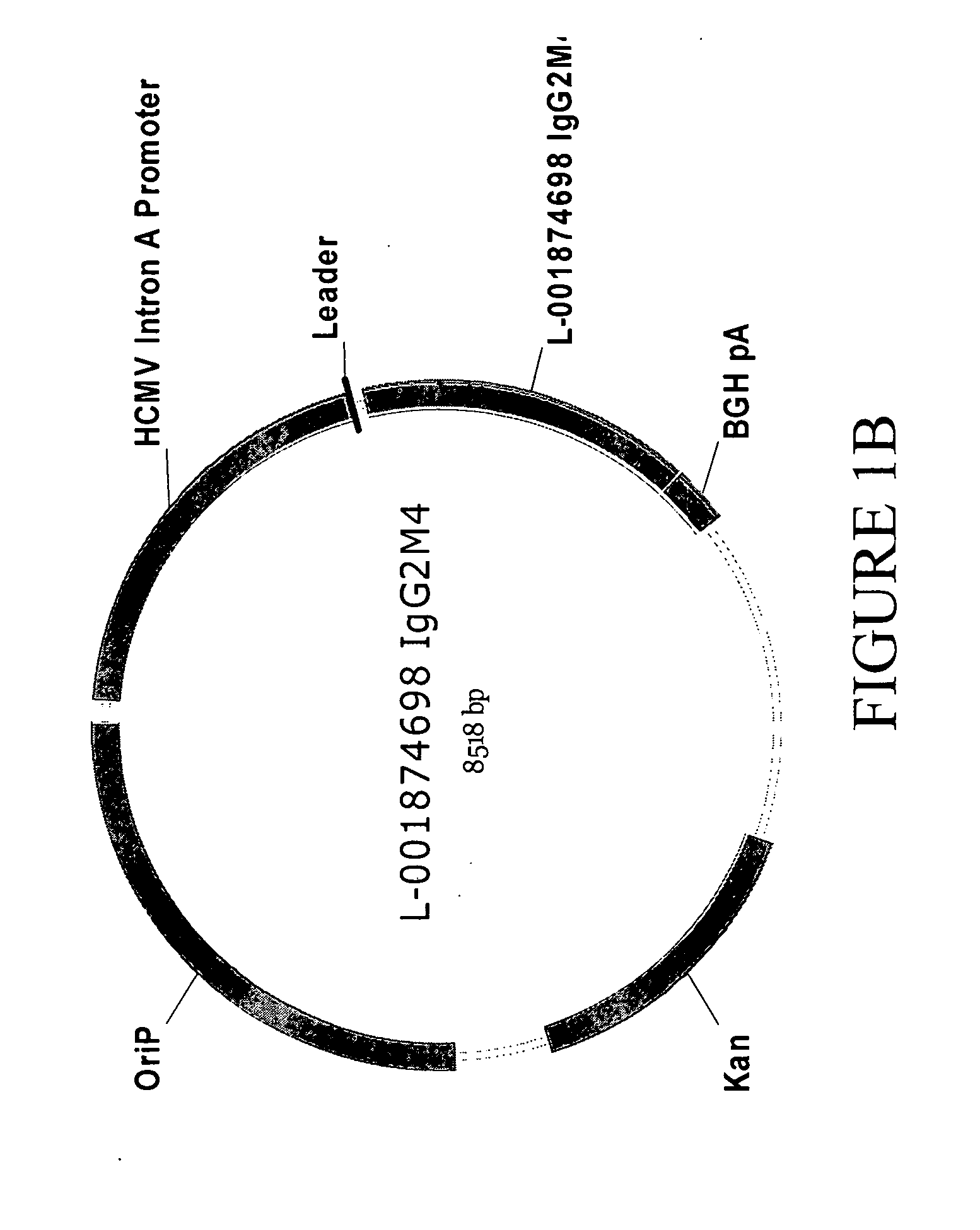 Antibodies specific for DKK-1