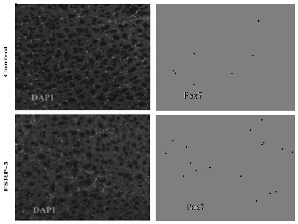 Application of grass carp fsrp-3 in culture medium and special medium for grass carp muscle satellite cells