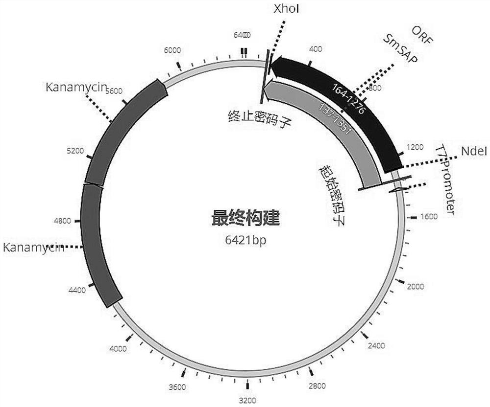 A recombinant fusion protein smsap of Schistosoma mansoni and its application in immunodiagnosis of schistosomiasis