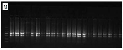 Fluorescence quantitative internal reference gene under salt stress in haizhou changshan and primers and application thereof