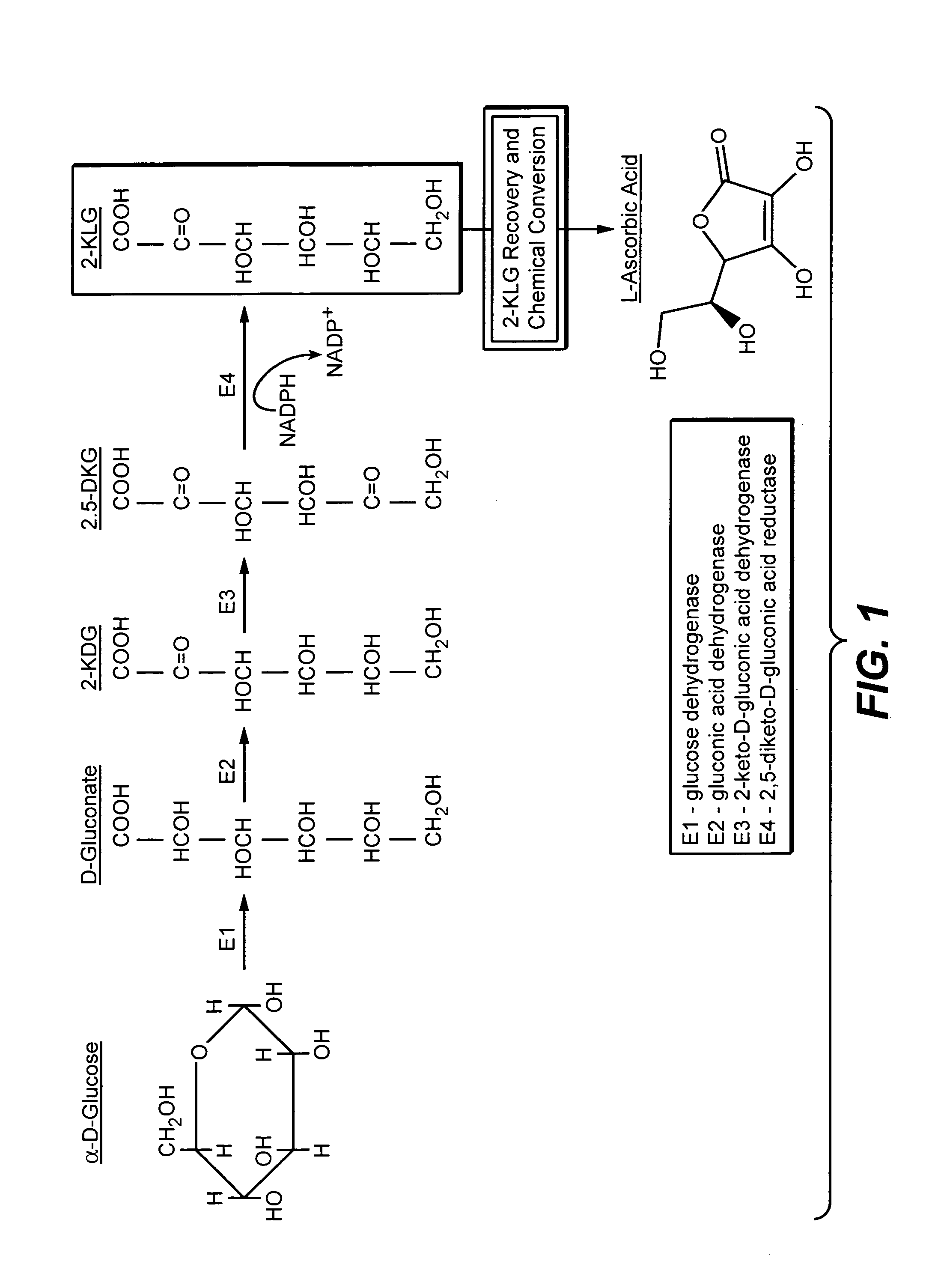 Metabolically engineered bacterial strains having non-functional endogenous gluconate transporters