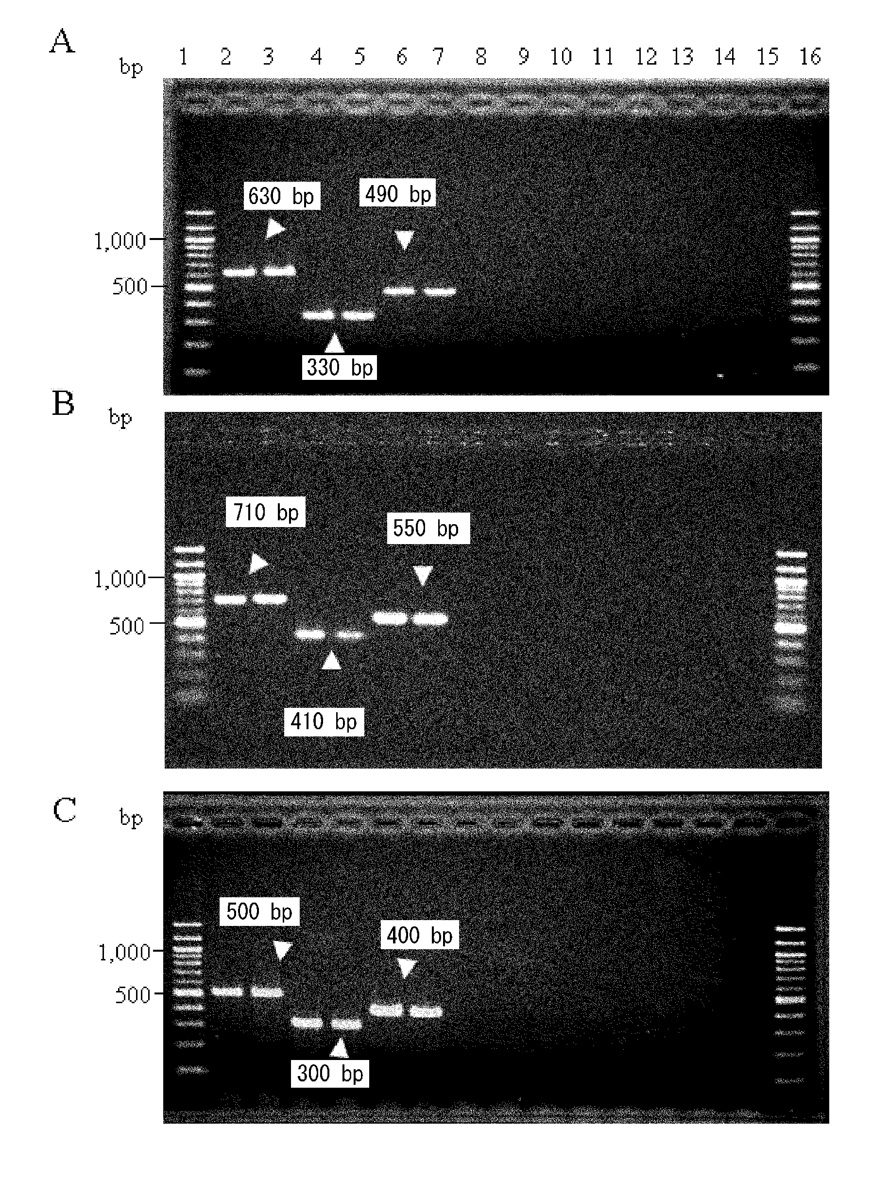 Detection Of Bacteria Belonging to the Genus Campylobacter By Targeting Cytolethal Distending Toxin