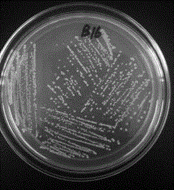 Bacillus megaterium B16, inoculant and inoculant preparation method