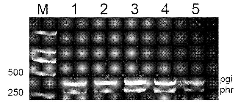 Total RNA preparation without genomic DNA