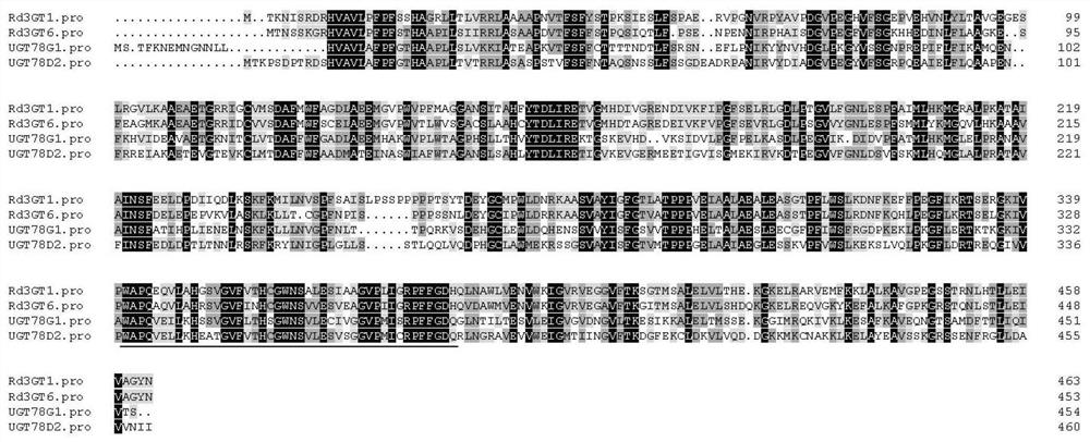 Plant anthocyanin metabolism related gene Rd3GTs as well as encoding protein and application thereof