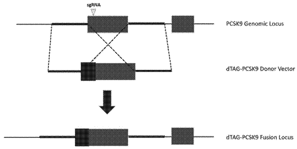 Tunable endogenous protein degradation