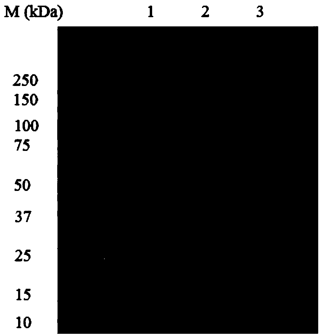 Zearalenone degrading enzyme mutant as well as coding gene and application thereof