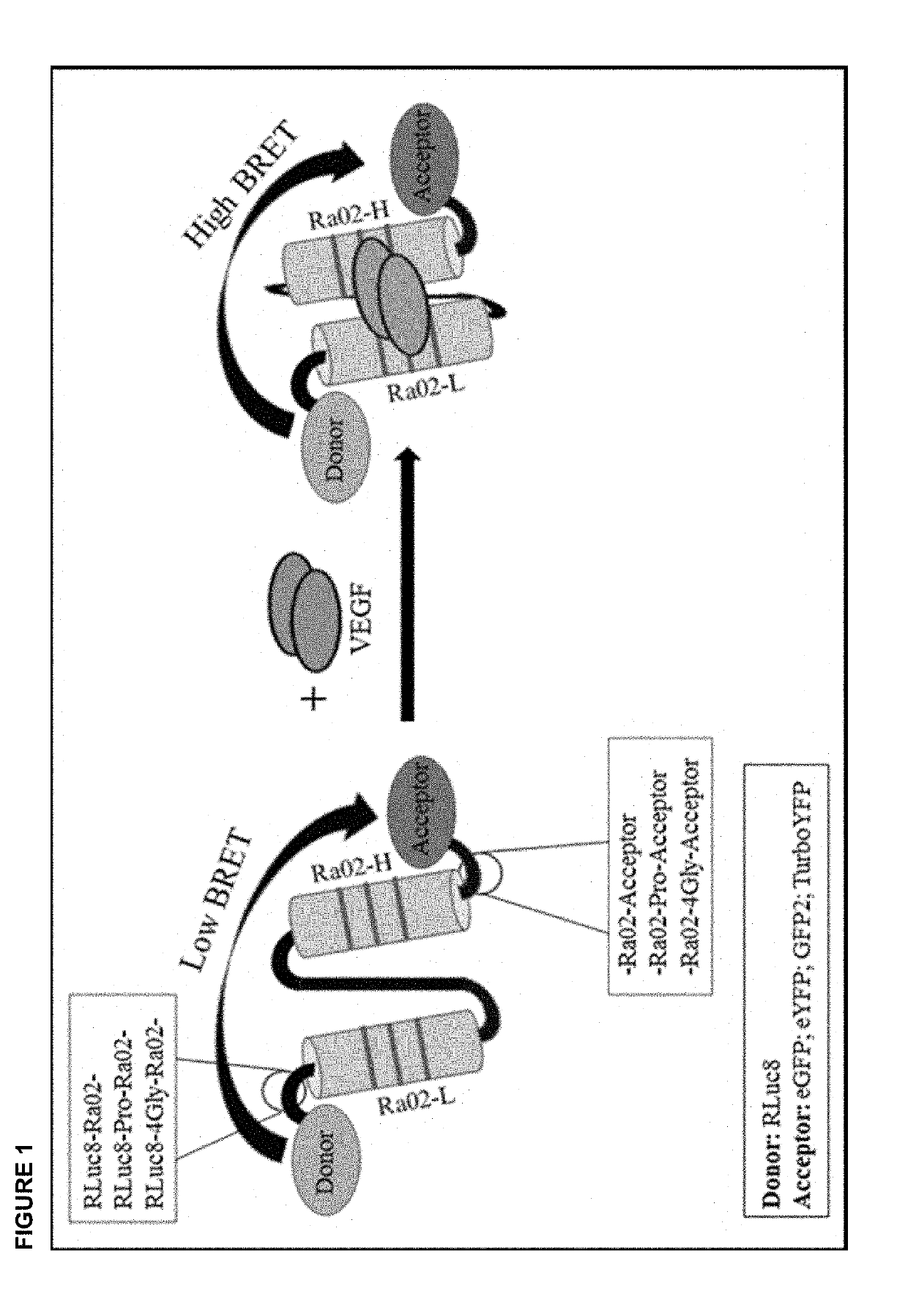 Method for measurement and control of intracular VEGF concentration