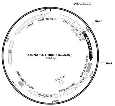 Gene and application of novel coronavirus b.1.525 Nigerian mutant strain rbd