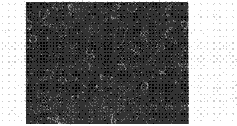 Nodulant for alloying nodular cast iron