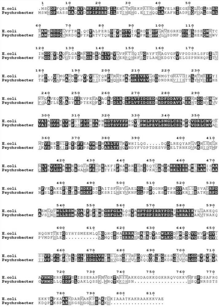 Mutant RNase R as well as preparation method and application thereof