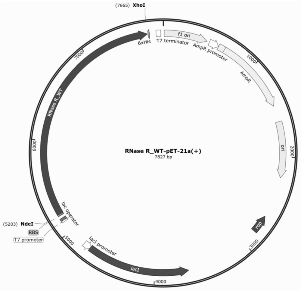 Mutant RNase R as well as preparation method and application thereof