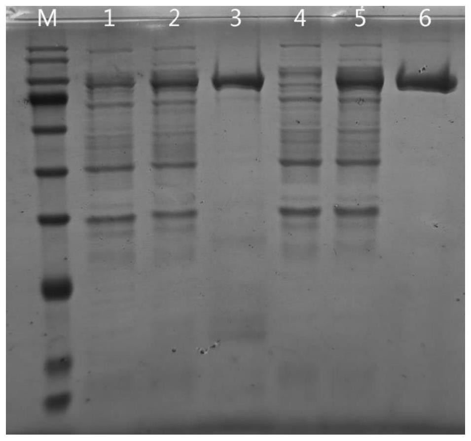 Mutant RNase R as well as preparation method and application thereof