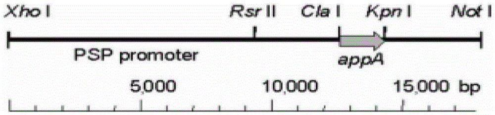 Salivary gland tissue-specific transgene vector and its construction method