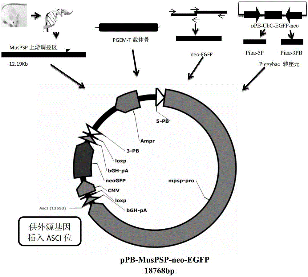 Salivary gland tissue-specific transgene vector and its construction method