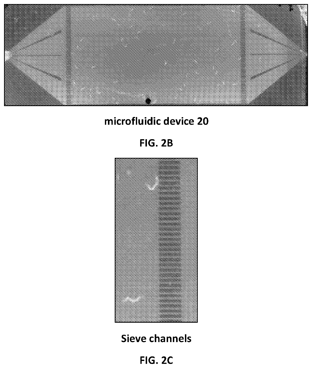 Automated Microfluidic System for Lifespan and Healthspan Analysis in Nematodes