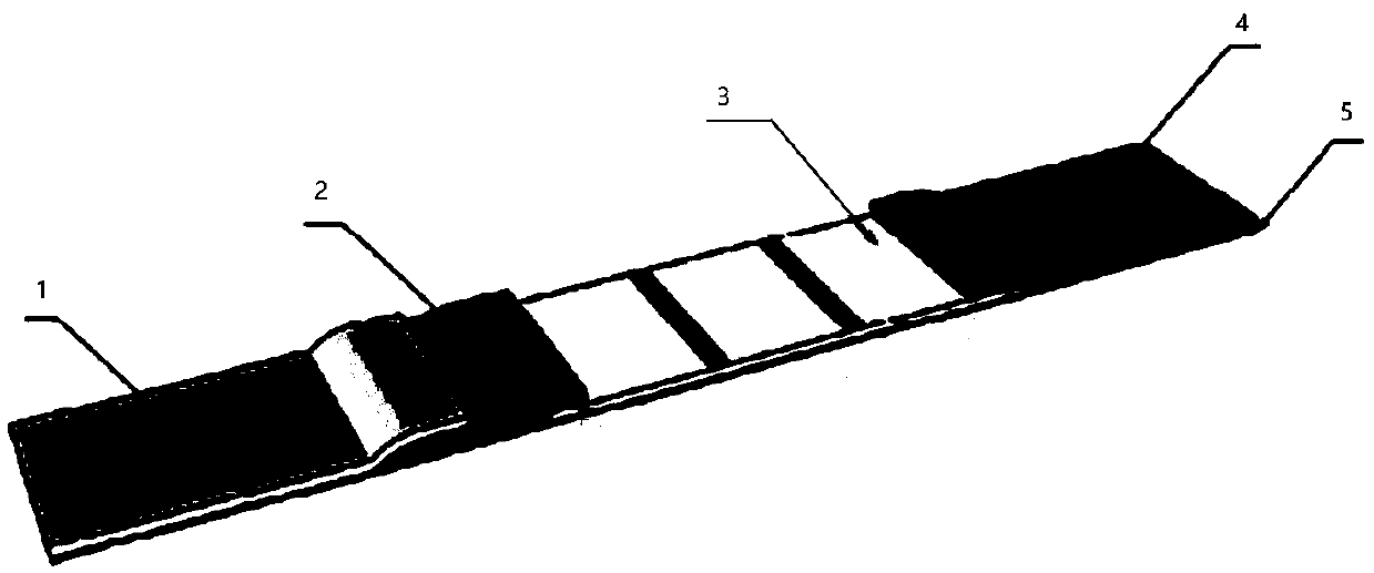 Novel coronavirus rapid detection test paper and detection method