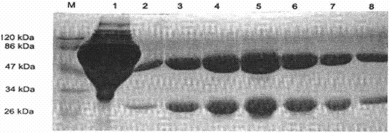 Anti-rabies virus monoclonal antibody and application