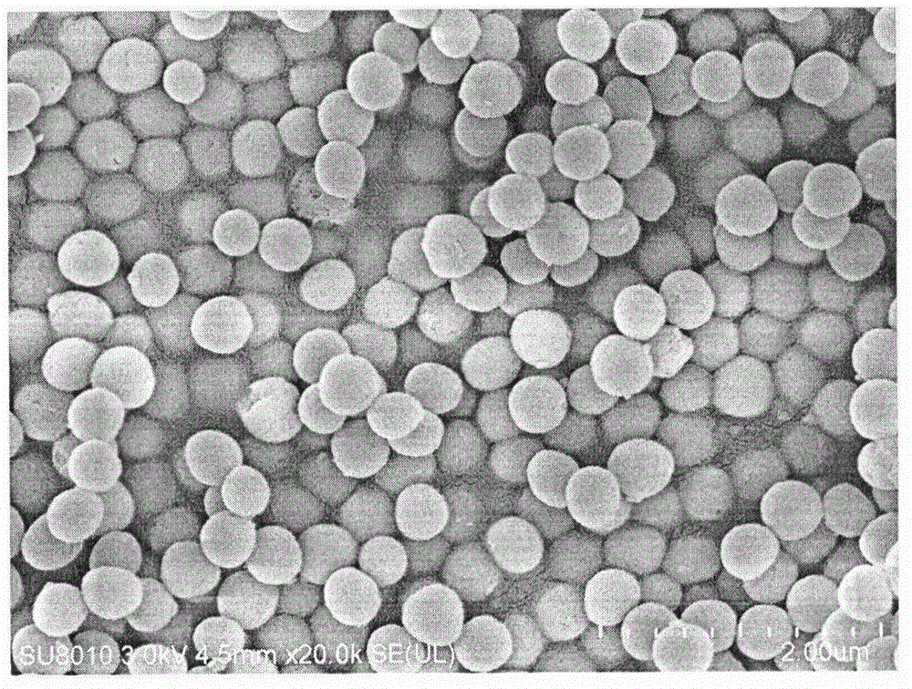 Preparation method for oral protein immune carrier