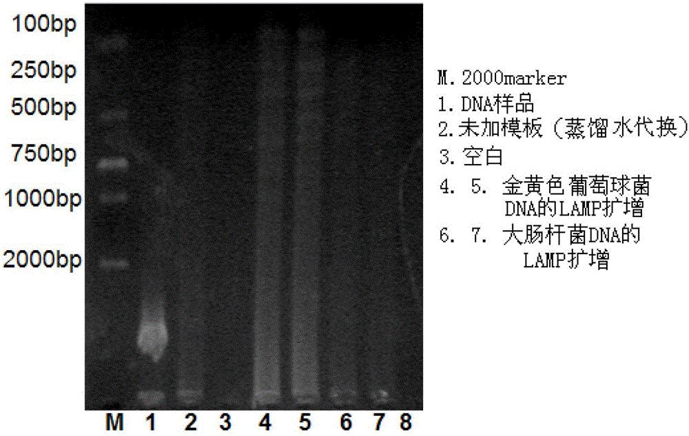 Kit and method for simultaneous detection of Staphylococcus aureus gene and Escherichia coli gene by using dual molecular beacon-LAMP process