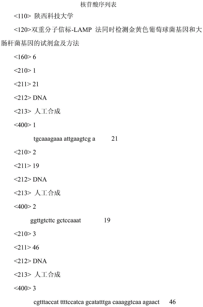 Kit and method for simultaneous detection of Staphylococcus aureus gene and Escherichia coli gene by using dual molecular beacon-LAMP process