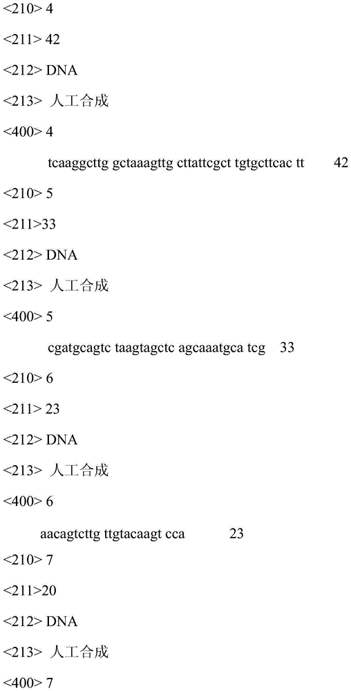 Kit and method for simultaneous detection of Staphylococcus aureus gene and Escherichia coli gene by using dual molecular beacon-LAMP process