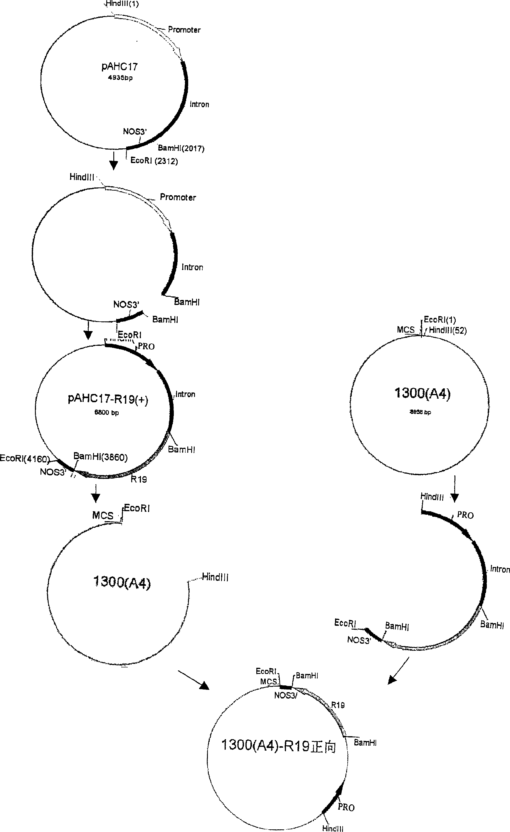 Method for preparing transgene using rice calmodulin binding protein kinase gene and its use