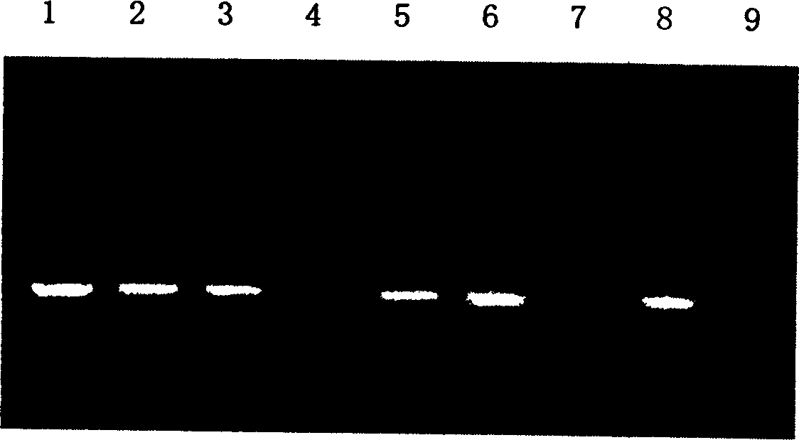 Method for preparing transgene using rice calmodulin binding protein kinase gene and its use