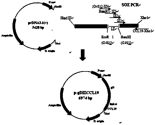 Bivalent DNA vaccine connecting peptide and applications thereof