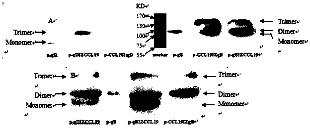 Bivalent DNA vaccine connecting peptide and applications thereof