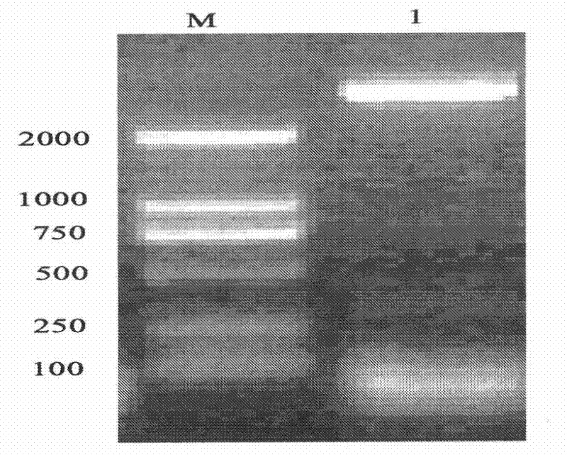 High expression of tenebrio molitor antibacterial peptide TmAMP3m in escherichia coli and application of TmAMP3m