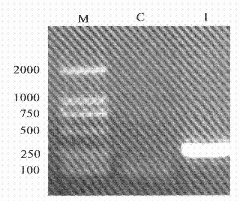 High expression of tenebrio molitor antibacterial peptide TmAMP3m in escherichia coli and application of TmAMP3m