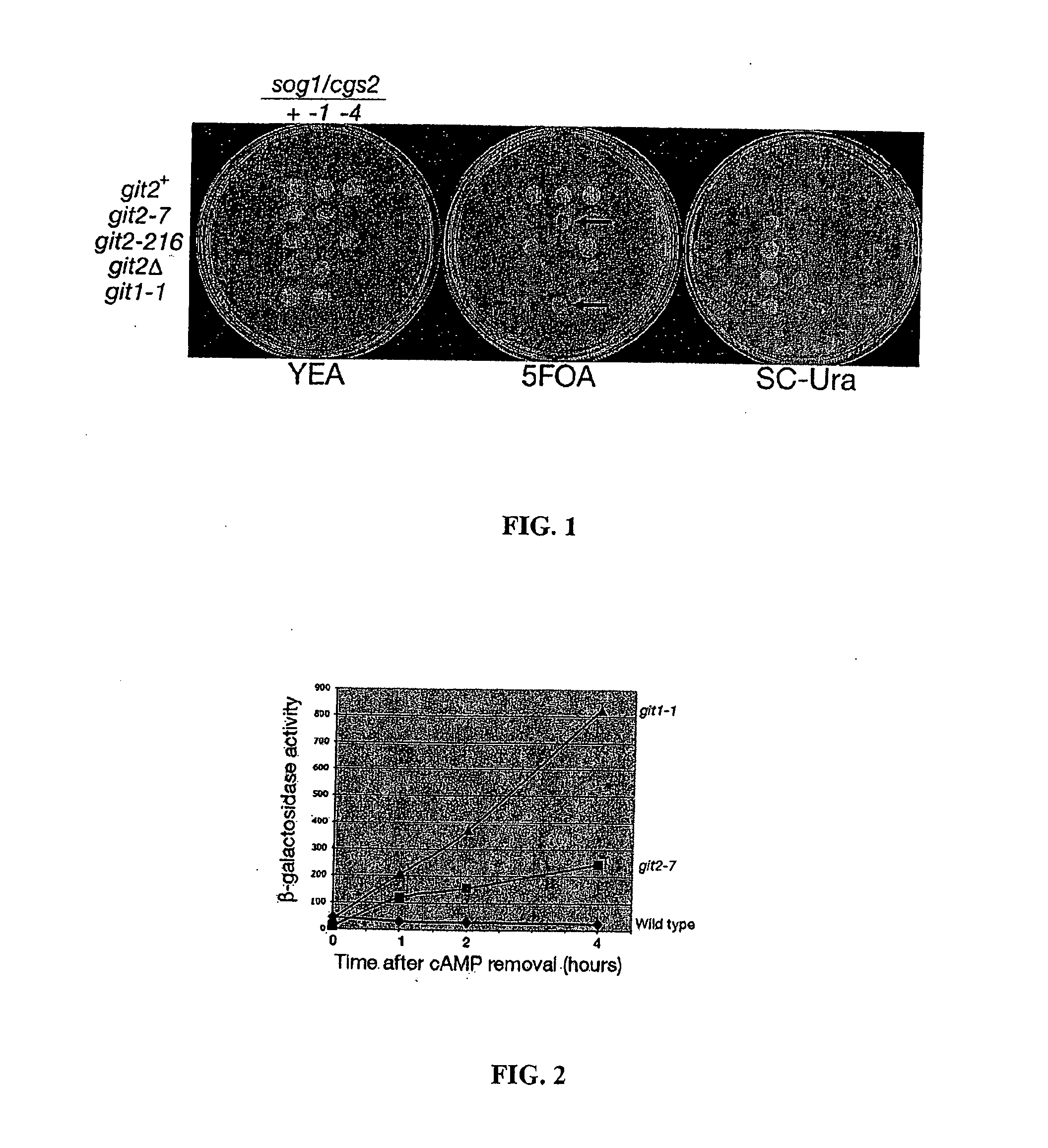 Inhibitors of cyclic amp phosphodiesterases