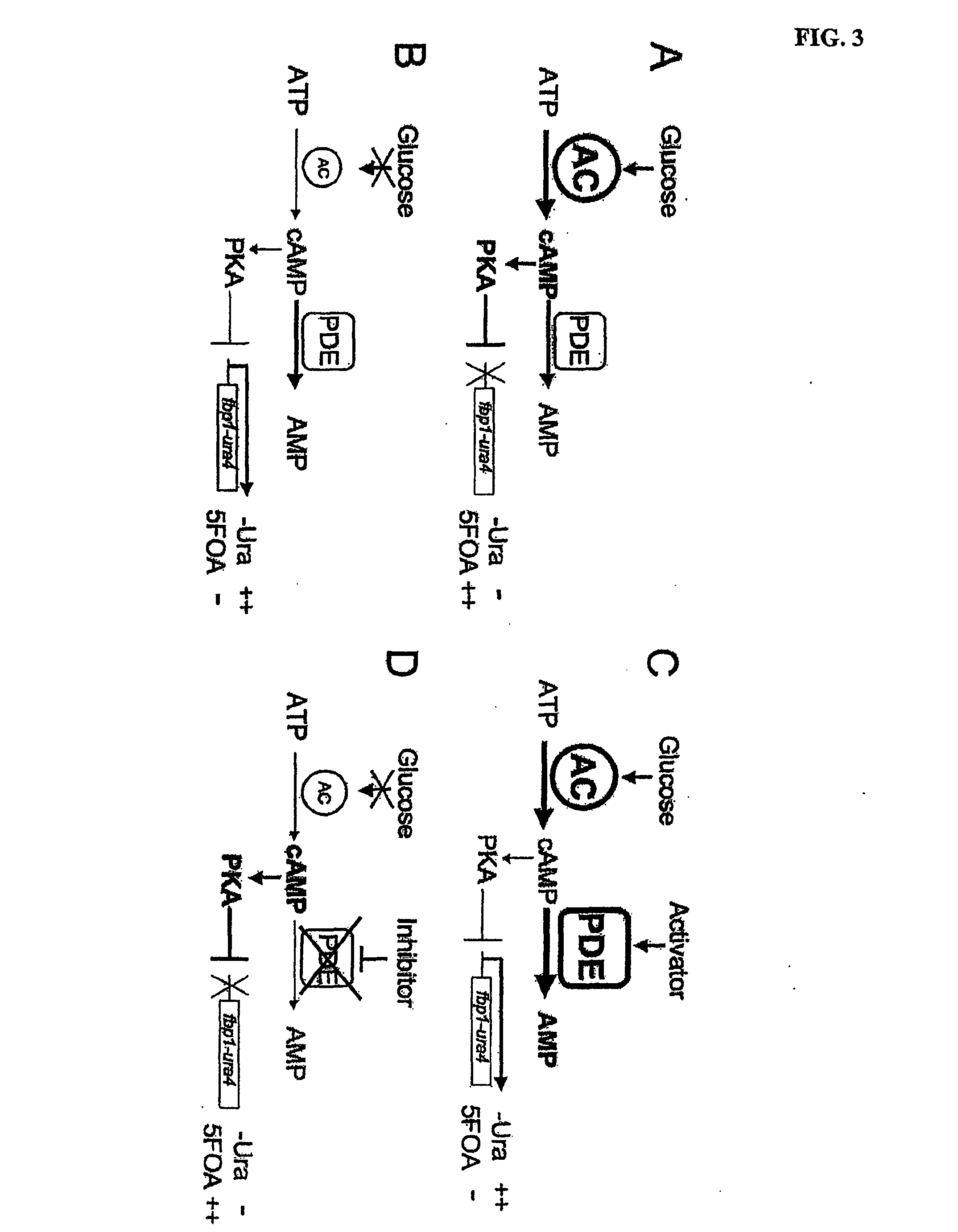 Inhibitors of cyclic amp phosphodiesterases