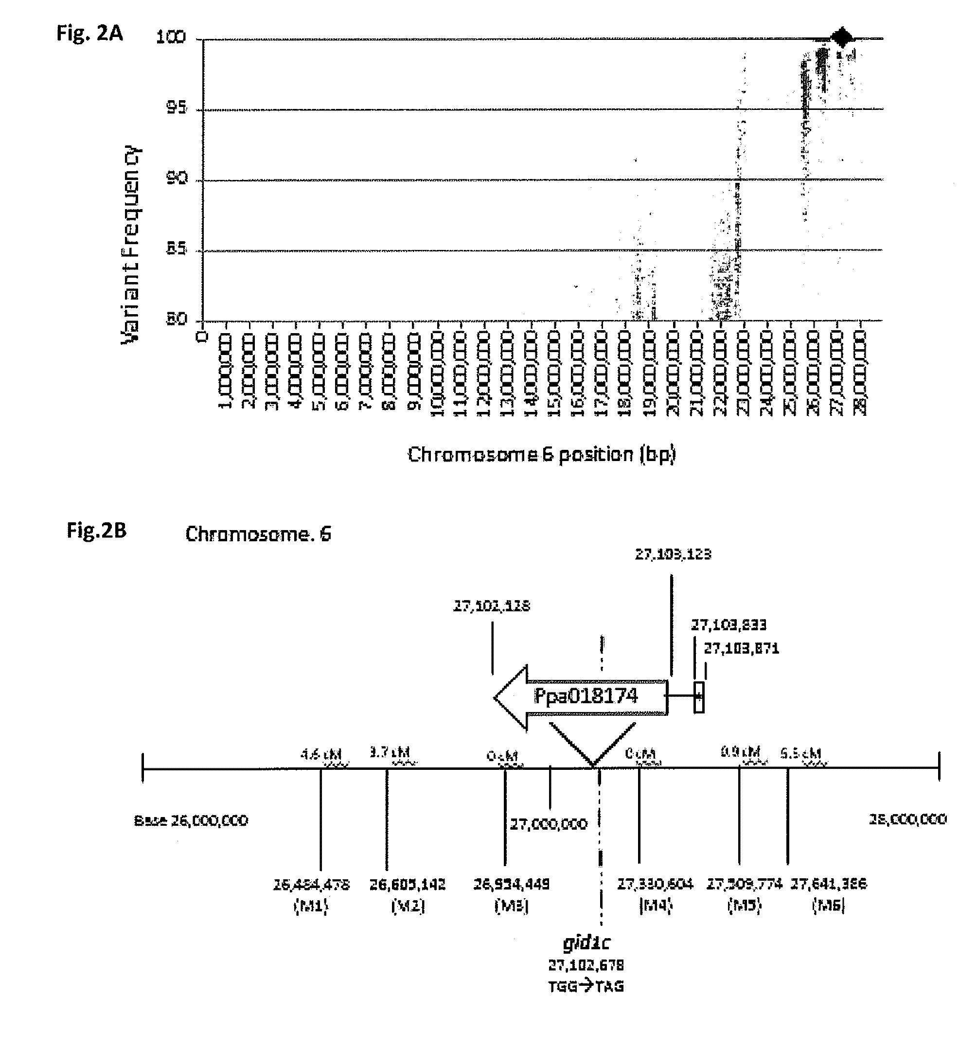 Effect of PpeGID1c on Vegetative Growth of Fruit Trees