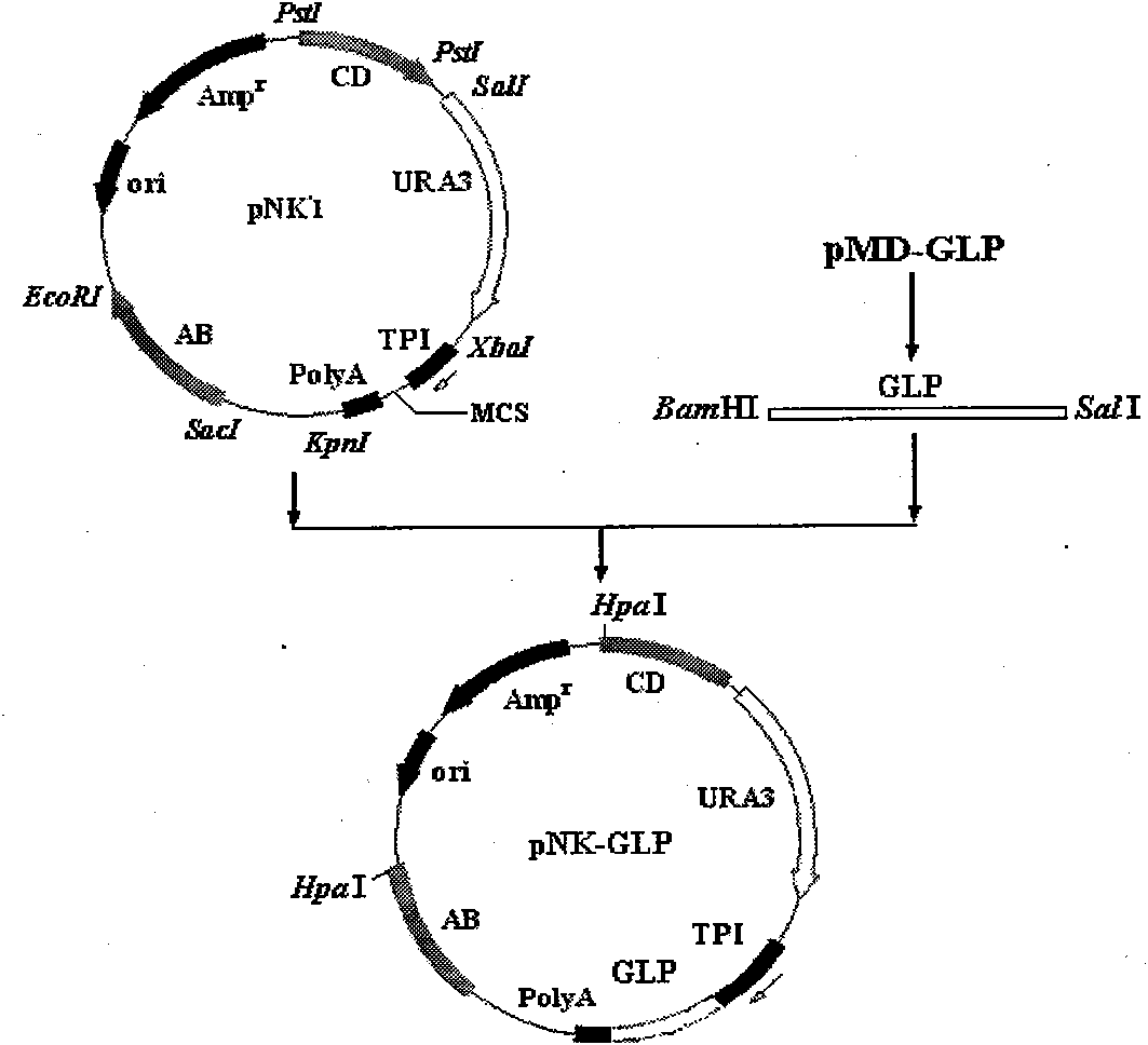 Yeast for dietary therapy of diabetes and construction method thereof