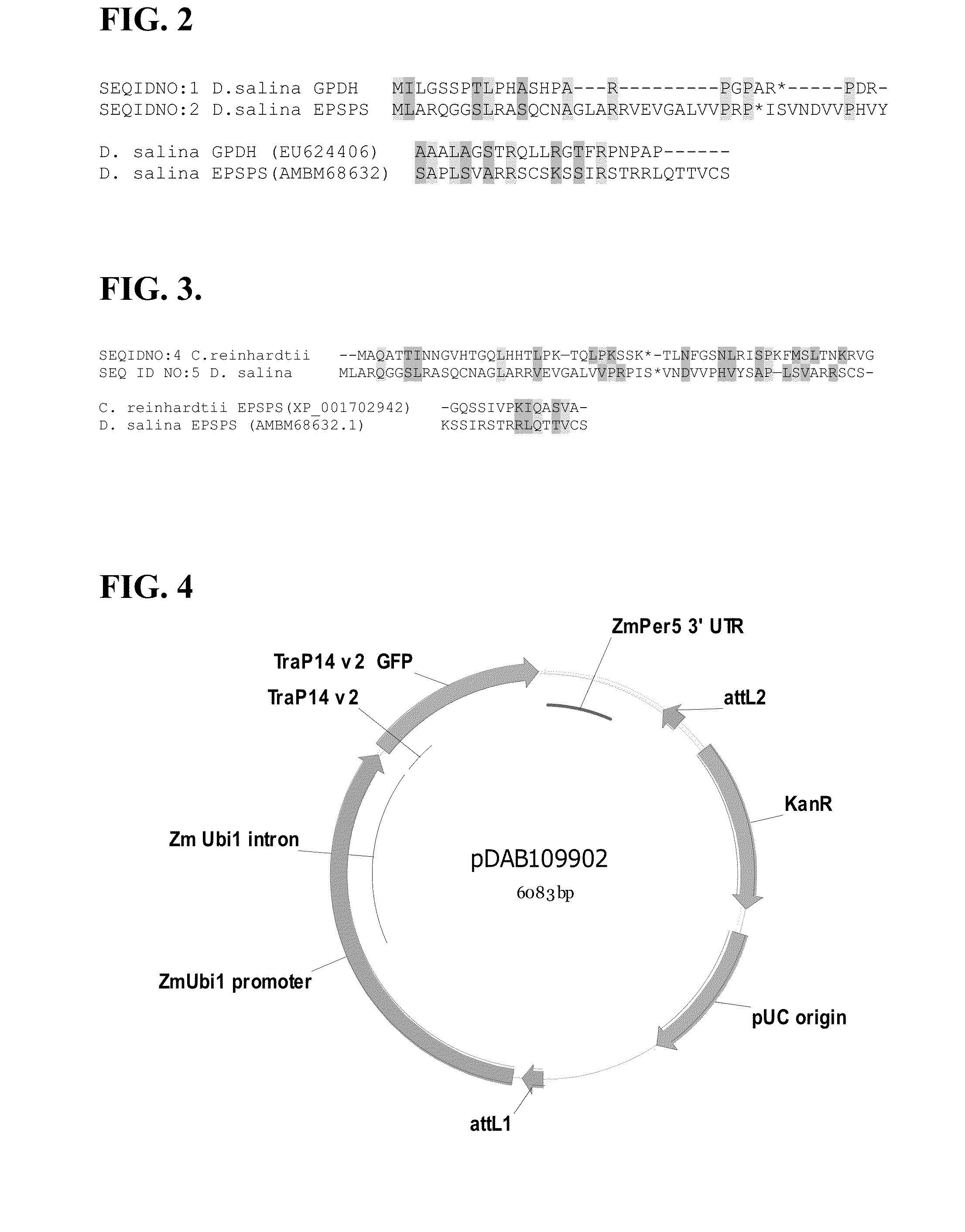 Chloroplast transit peptide