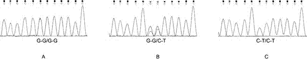 Molecular marker correlated with tailless phenotype of fat-rumped sheep in China and application of molecular marker